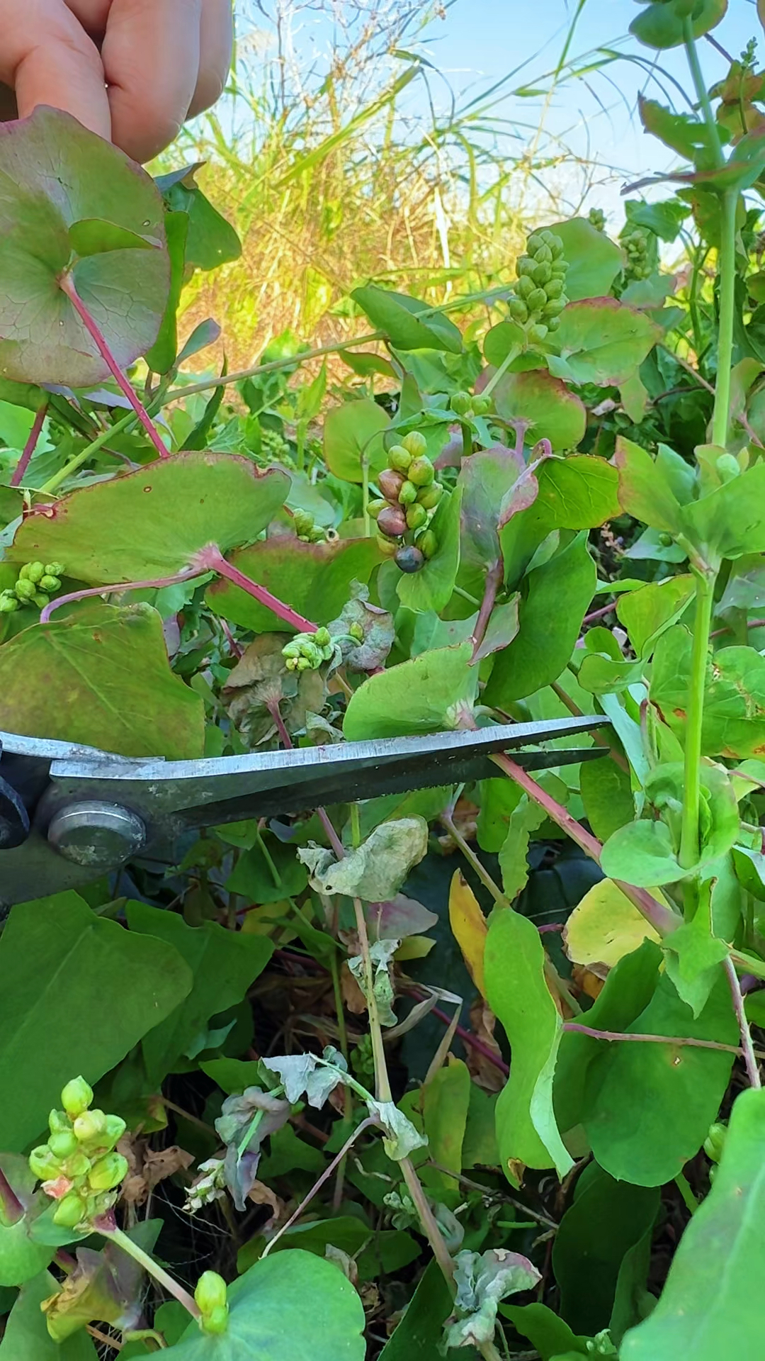 带刺植物风水
