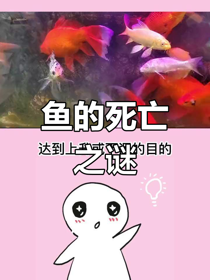 鱼死会破财吗