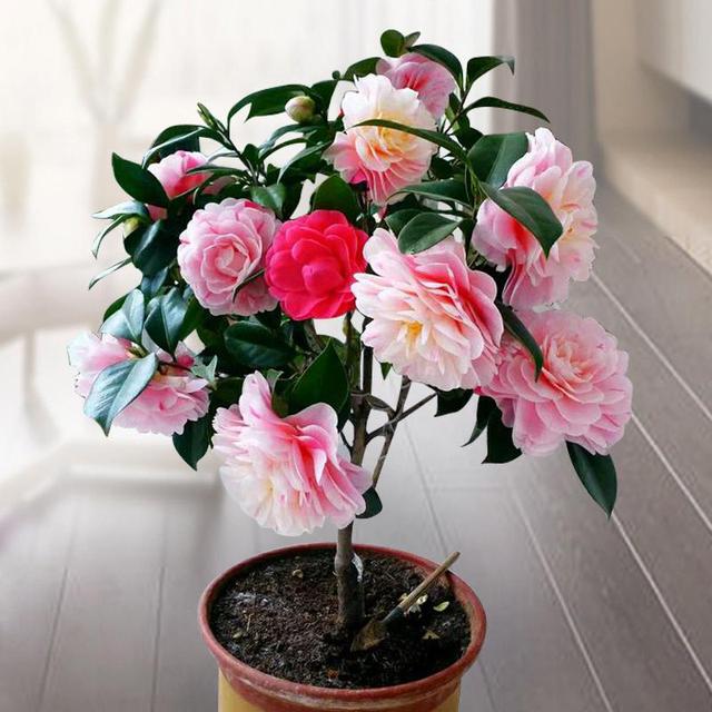 科普展现:三种旺家花（最旺家的六种花草）
