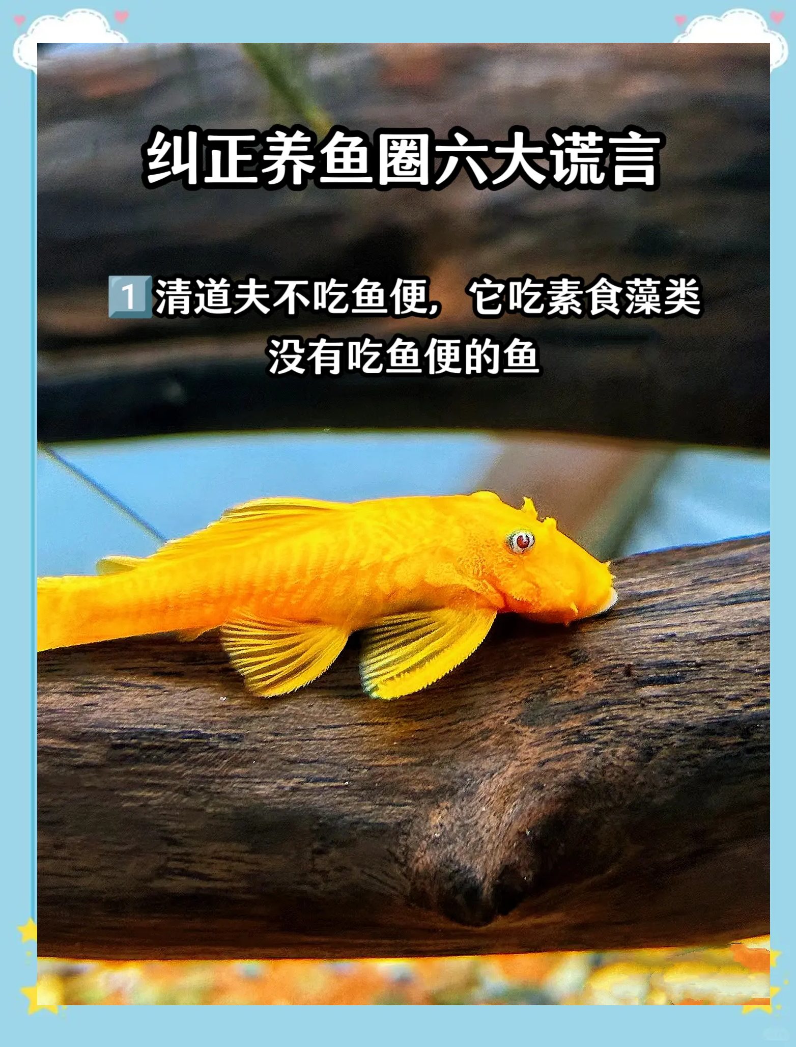 养鱼六大风水禁忌