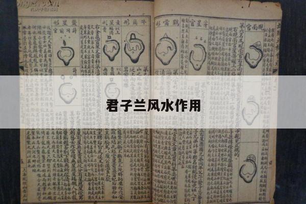 君子兰风水作用
