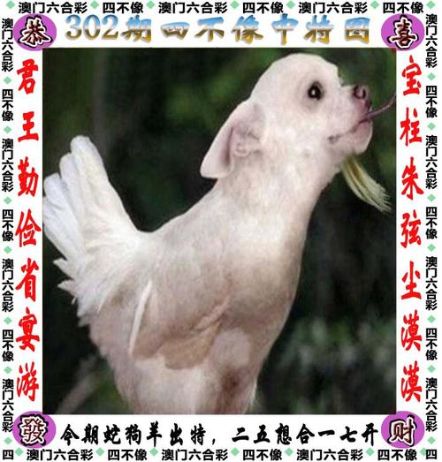 澳门最精准正最精准龙门蚕404,澳门最精准正最精准龙门蚕,最佳精选解释